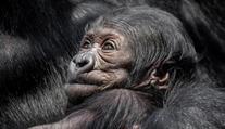 Gorilátko v pražské zoo je samička, raduje se ředitel. Jméno zvolí veřejnost