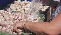 Česnekový festival v Buchlovicích: Návštěvníci soutěžili v plivání stroužku