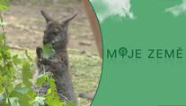 Početná klokaní kolonie. Ve zlínské zoo se narodilo nejméně 11 mláďat