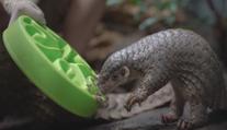 V pražské zoo je k vidění mládě luskouna. Šiška se narodila jako první v Evropě