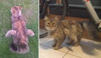 Na Vysočině žije kocour s křídly na zádech. Co mu to vyrostlo?