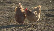 Veterináři odhalili další dvě ohniska ptačí chřipky. Malochovy nechali zlikvidovat