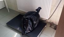 Malého psíka měl někdo vyhodit v Plzni z okna! Zvíře pád nepřežilo