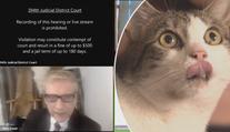 "Nejsem kočka“: Právník se během videokonference v aplikaci proměnil v živé kotě