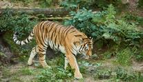 Horor v zoo: Návštěvníka napadl tygr. Podle svědků měl do výběhu sám skočit