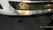 Řidič srazil sele divočáka, domů ho přivezl zaklíněné v nárazníku