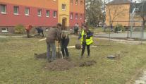 Na Hodonínsku sázejí nové stromky, pomáhat po tornádu přišly stovky lidí