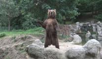 Jak v cirkusu. Medvědice z brněnské zoo předvádí neuvěřitelné kousky