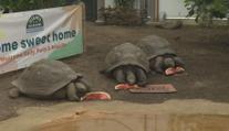 Želvy sloní dostaly v londýnské zoo nový domov. Je dvakrát větší