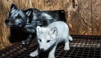 Válka proti kožešinovým farmám. Vědci vyzývají: Zakažte je!