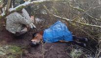 Hasiči u Dobřan vyprostili koně z rokle. Zraněné zvíře ošetřil veterinář