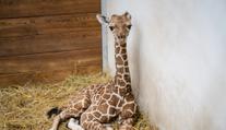 Zoo Dvůr Králové slaví! Po 12 letech se tam narodila ohrožená žirafa síťovaná