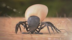 Smrtící tropická klíšťata v Česku: Přinesou je ptáci, nebo mazlíčci