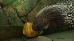 Před pražskou zoo se tvoří fronty. Zvířata si užívají dýňové hody