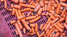 Z Polska k nám vezli zeleninu plnou olova a pesticidů!