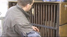 HROZNÉ! Zebra NEPŘEŽILA převoz do Brna. Chovateli UŽ SE TO STALO!