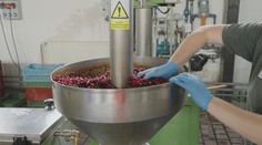 Lesníci chtějí změnit skladbu lesů. Pomoci mají například třešně