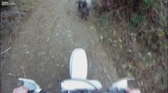 VIDEO: Nebojácný beran vystrašil motorkáře