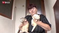 Důchodce napíchl na vidle ochočenou fretku. Hrozí mu tři roky