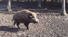 Africký mor prasat se potvrdil v Česku. Platí mimořádná opatření