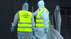 Přísná opatření kvůli pseudomoru! Postižené chovy veterináři vybíjejí
