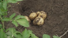 Polí na pěstování brambor přibylo. Přesto je dovážíme z Německa nebo Francie