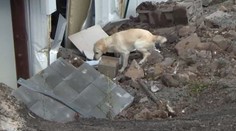 Tiskárnu v Semilech zavalila půda! Cvičení psi hledali v hlíně oběti