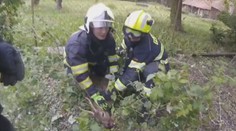 VIDEO: Na zahradě pobíhal vyděšený srneček. Z nesnází mu museli pomáhat hasiči
