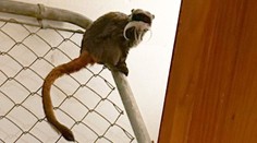 Texaská policie dopadla fantoma zoo, ukradl opice a pustil levharta