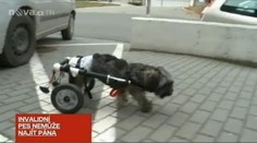 Fenka Peggy je na vozíčku a hledá milujícího pána! Pomůžete?