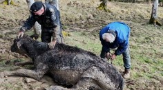 Krasličtí strážníci pomohli zachránit život krávě. S farmářem ji tahali z bahna