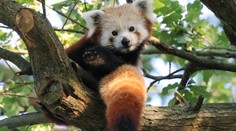 Panda v Olomouci utekla z výběhu a vylezla na strom. Dolů ji dostali až hasiči