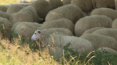 Farmáři objevili na Šumpersku zastřelená jehňata. Pachateli hrozí vězení