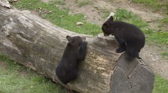 Denní dávka roztomilosti: Takhle dovádí medvědí dvojčata! VIDEO