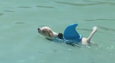 Obrovská vedra trápí i zvířata. Ve Španělsku postavili psům aquapark