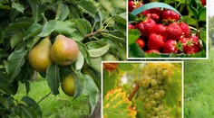 Zabiják rostlin a stromů je zřejmě v ČR! Na smrtící bakterii není lék