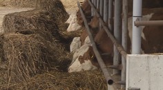 Slovensko odvolalo mimořádný stav kvůli slintavce. Situace vyšla na 128 milionů