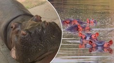 Potomci hrochů Pabla Escobara se zabydleli v kolumbijské řece
