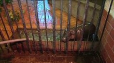 VIDEO: Malý hrošík se narodil ve vratislavské zoo