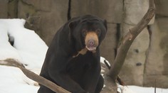 Zvířata kvůli zavřeným zoologickým zahradám strádají. Chybí jim lidi