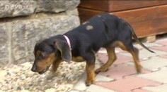 Jezevčíka Marušku chtějí adoptovat desítky lidí. Je v ohrožení života kvůli marnivé majitelce