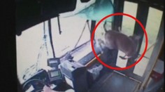 Srna vletěla oknem do autobusu, bez zranění vystoupila dveřmi! VIDEO