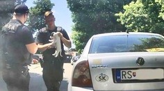 V rozpáleném autě ležel malátný pes. Policie musela při záchraně rozbít okno
