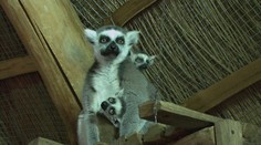 Jihlavská zoo má šest lemuřích mláďat. Máme video z krmení tlupy
