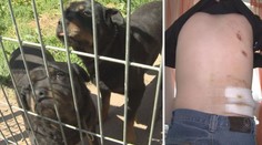 Chlapec pokousaný rotvajlery se pomalu zotavuje. AGRESIVNÍ psi můžou útočit dál!