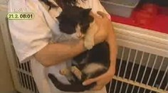 VIDEO: Tyrani si udělali z kočky živý terč, přišla o oko
