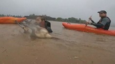 VIDEO: Vysílený klokan plaval v zatopené oblasti. Na břeh ho museli odnést v náručí