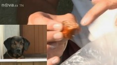 Jehly v buřtech! V Českých Budějovicích jde psům o život!