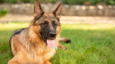 Policejní psovod nechal v horku psa v autě, zvíře zemřelo. Muži hrozí i vězení