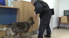 Podezřelé z loupeže šperků "udal" policejní pes. Svou vinu popřeli